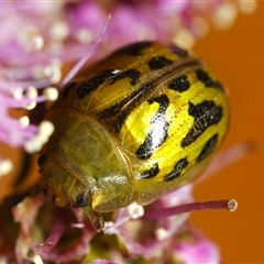 Paropsisterna obliterata (Obliterate Melaleuca Leaf Beetle) at Bungonia, NSW - 10 Oct 2024 by martinl