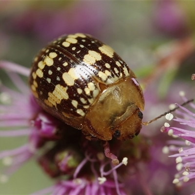 Paropsis pictipennis (Tea-tree button beetle) at Bungonia, NSW - 10 Oct 2024 by martinl