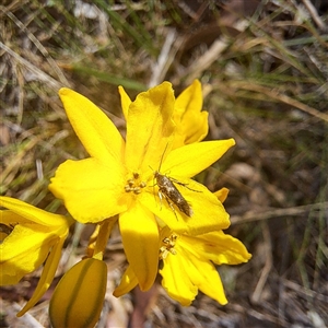 Eretmocera (genus) (Scythrididae family) at Watson, ACT - 12 Oct 2024