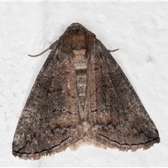 Dysbatus singularis (Dry-country Line-moth) at Melba, ACT - 10 Oct 2024 by kasiaaus