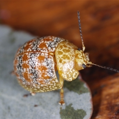 Paropsis obsoleta (Leaf beetle) at Holbrook, NSW - 12 Oct 2024 by martinl