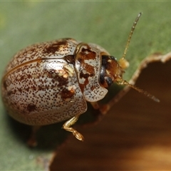 Paropsisterna m-fuscum (Eucalyptus Leaf Beetle) at Holbrook, NSW - 10 Oct 2024 by martinl