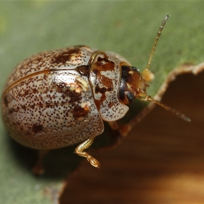 Paropsisterna m-fuscum (Eucalyptus Leaf Beetle) at Holbrook, NSW - 10 Oct 2024 by martinl