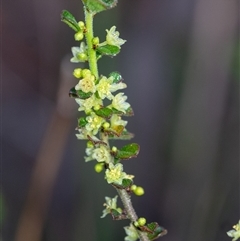 Phyllanthus hirtellus (Coastal Thyme Spurge) at Penrose, NSW - 7 Oct 2024 by Aussiegall