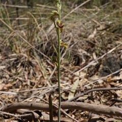 Calochilus montanus at O'Connor, ACT - 12 Oct 2024