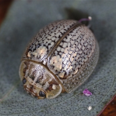 Paropsisterna laesa species complex (Laesa leaf beetle) at Holbrook, NSW - 12 Oct 2024 by martinl