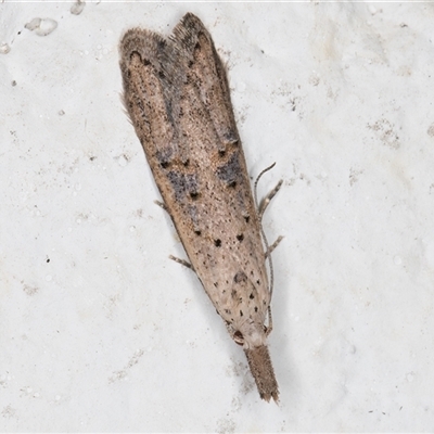 Carposina undescribed species (A Fruitworm moth (Family Carposinidae)) at Melba, ACT - 10 Oct 2024 by kasiaaus