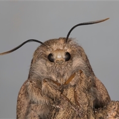 Entometa fervens (Common Gum Snout Moth) at Melba, ACT - 10 Oct 2024 by kasiaaus