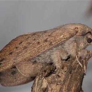 Entometa fervens at Melba, ACT - 10 Oct 2024 10:25 PM