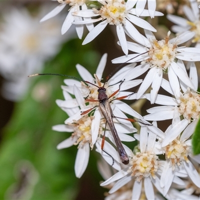 Enchoptera apicalis (Longhorn beetle) at Penrose, NSW - 7 Oct 2024 by Aussiegall