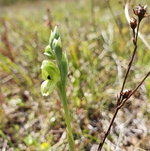 Hymenochilus bicolor (ACT) = Pterostylis bicolor (NSW) at Yarralumla, ACT - suppressed