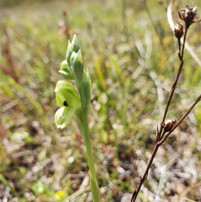 Hymenochilus bicolor (ACT) = Pterostylis bicolor (NSW) (Black-tip Greenhood) at Yarralumla, ACT - 12 Oct 2024 by Bubbles