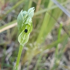 Hymenochilus bicolor (ACT) = Pterostylis bicolor (NSW) at Yarralumla, ACT - suppressed