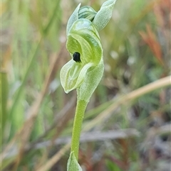 Hymenochilus bicolor (ACT) = Pterostylis bicolor (NSW) at Yarralumla, ACT - suppressed