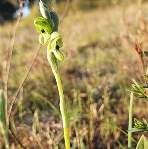 Hymenochilus bicolor (ACT) = Pterostylis bicolor (NSW) at Yarralumla, ACT - suppressed