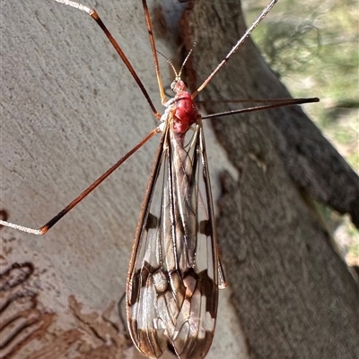 Ptilogyna sp. (genus) at Tantawangalo, NSW - 9 Oct 2024 by Pirom