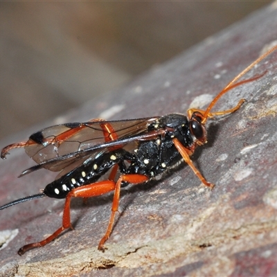 Echthromorpha intricatoria (Cream-spotted Ichneumon) at Collector, NSW - 12 Oct 2024 by Harrisi