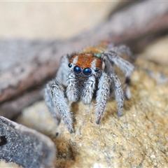 Maratus calcitrans at Collector, NSW - 12 Oct 2024