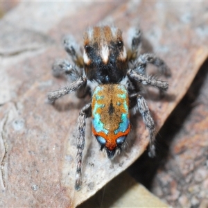 Maratus calcitrans at Collector, NSW - 12 Oct 2024