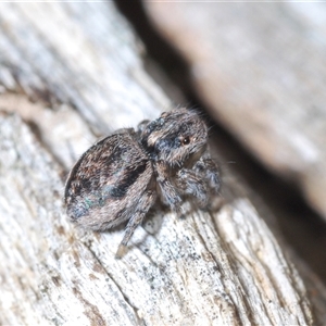 Maratus calcitrans at Collector, NSW - 12 Oct 2024