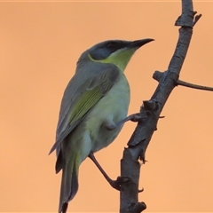 Ptilotula keartlandi (Grey-headed Honeyeater) at Petermann, NT - 4 Oct 2024 by BenW