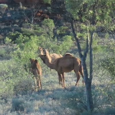 Camelus dromedarius (Camel, Dromedary) at Petermann, NT - 4 Oct 2024 by BenW