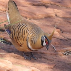 Geophaps plumifera (Spinifex Pigeon) at Petermann, NT - 5 Oct 2024 by BenW