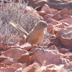 Amytornis purnelli (Dusky Grasswren) at Petermann, NT - 5 Oct 2024 by BenW