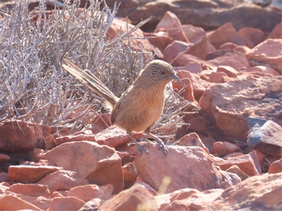 Amytornis purnelli (Dusky Grasswren) at Petermann, NT - 5 Oct 2024 by BenW