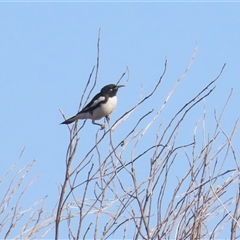 Certhionyx variegatus (Pied Honeyeater) at Yulara, NT - 6 Oct 2024 by BenW