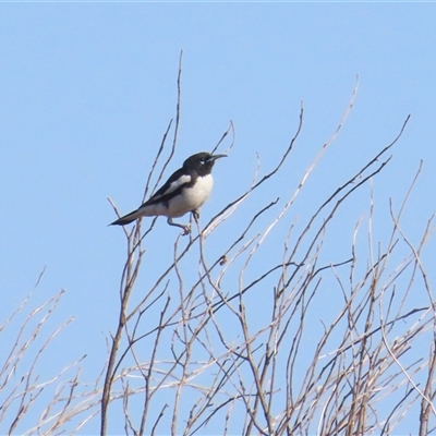 Certhionyx variegatus (Pied Honeyeater) at Yulara, NT - 6 Oct 2024 by BenW