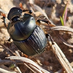 Onthophagus sp. (genus) at Macgregor, ACT - 30 Sep 2024 by Jiggy