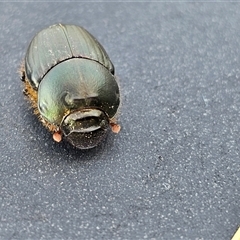 Onthophagus australis at Hume, ACT - 10 Oct 2024 by Jiggy