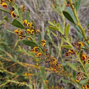 Daviesia mimosoides at Hume, ACT - 9 Oct 2024