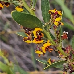 Daviesia mimosoides at Hume, ACT - 9 Oct 2024 01:15 PM