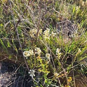 Stackhousia monogyna at Hume, ACT - 10 Oct 2024