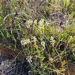 Stackhousia monogyna at Hume, ACT - 10 Oct 2024 07:53 AM