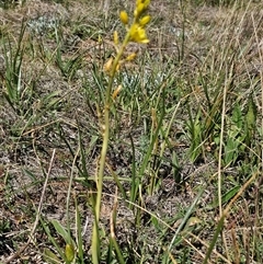 Bulbine bulbosa (Golden Lily, Bulbine Lily) at Hume, ACT - 10 Oct 2024 by Jiggy