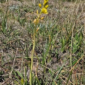 Bulbine bulbosa at Hume, ACT - 10 Oct 2024 02:39 PM