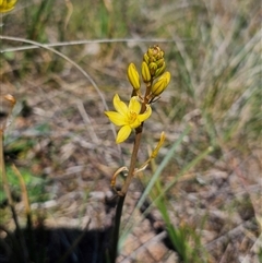 Bulbine bulbosa at Hume, ACT - 10 Oct 2024 02:39 PM