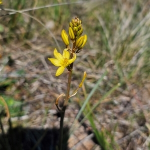 Bulbine bulbosa at Hume, ACT - 10 Oct 2024 02:39 PM