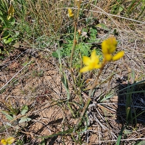 Bulbine bulbosa at Hume, ACT - 10 Oct 2024 02:39 PM