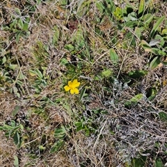 Goodenia pinnatifida (Scrambled Eggs) at Hume, ACT - 11 Oct 2024 by Jiggy