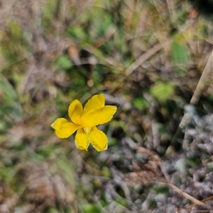 Goodenia pinnatifida at Hume, ACT - 11 Oct 2024 11:08 AM