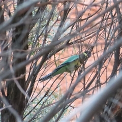 Barnardius zonarius (Australian Ringneck) at Petermann, NT - 6 Oct 2024 by BenW