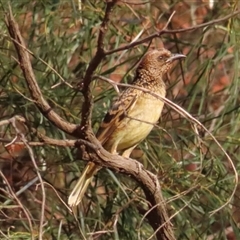 Chlamydera guttata (Western Bowerbird) at Petermann, NT - 7 Oct 2024 by BenW