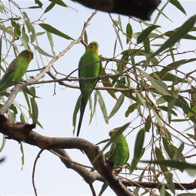 Melopsittacus undulatus (Budgerigar) at Petermann, NT - 7 Oct 2024 by BenW