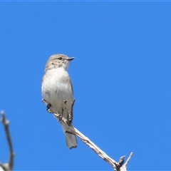 Microeca fascinans (Jacky Winter) at Throsby, ACT - 12 Oct 2024 by BenW