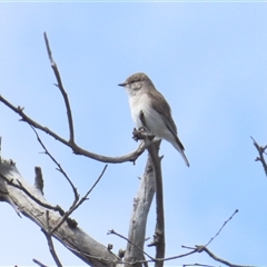 Microeca fascinans at Throsby, ACT - 12 Oct 2024