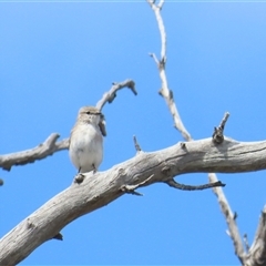 Microeca fascinans at Throsby, ACT - 12 Oct 2024